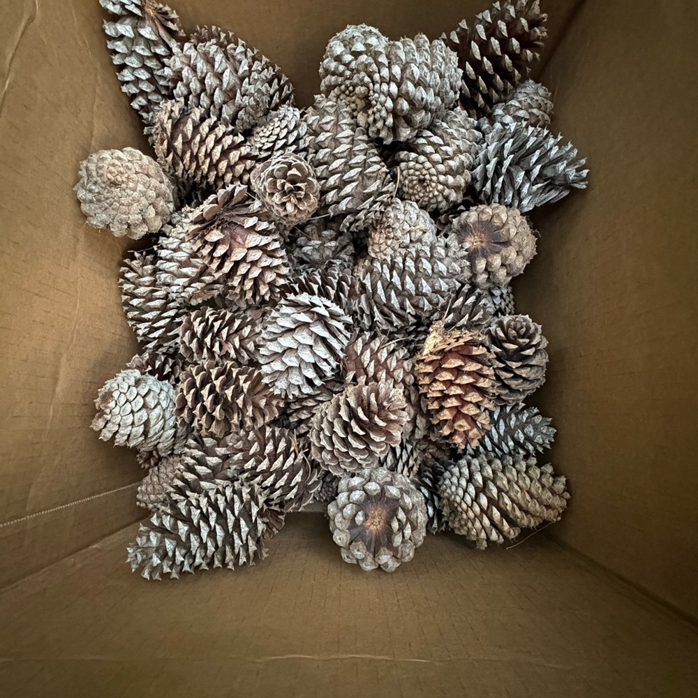 100 various Decorative Natural Pine Cones for crafts